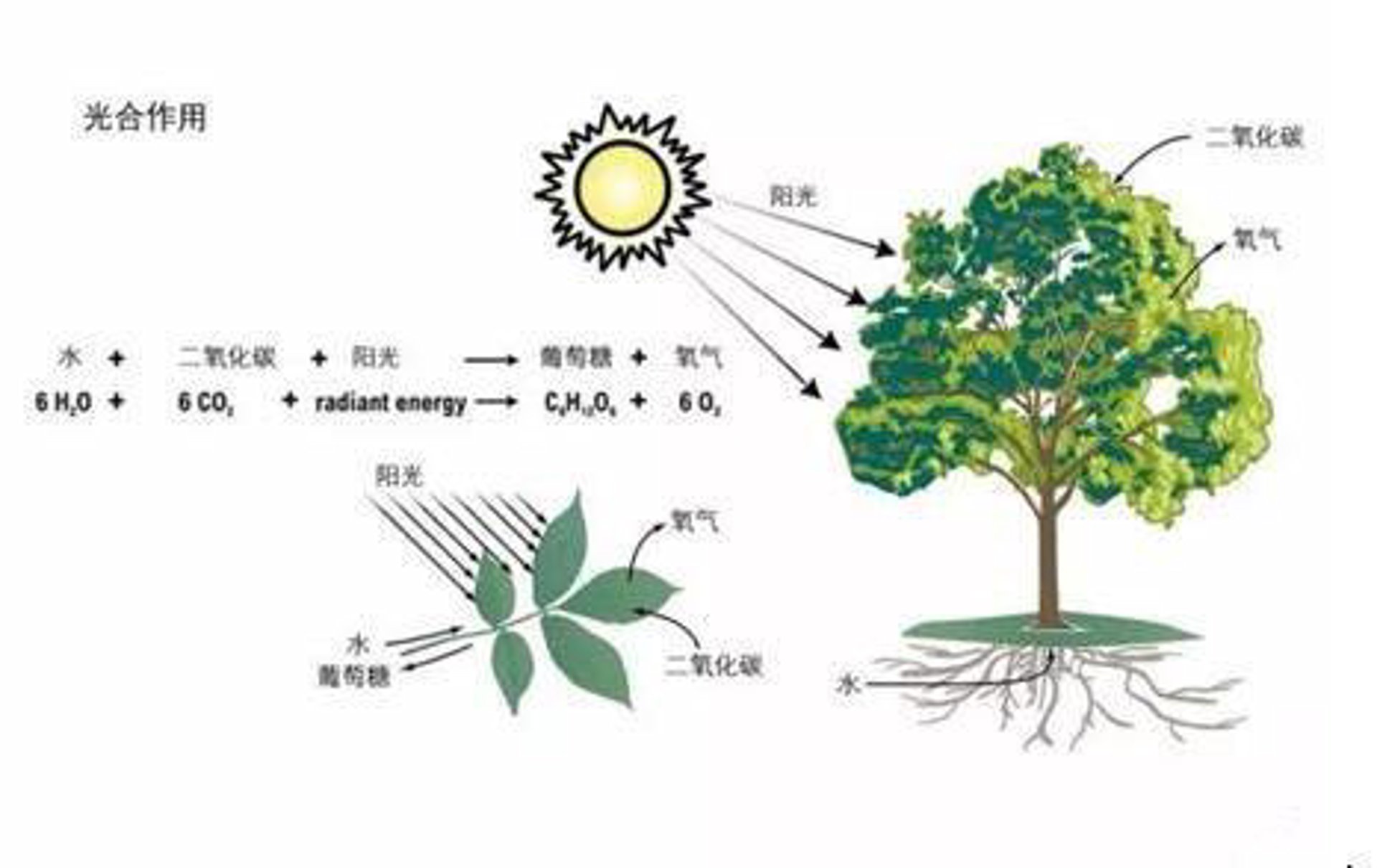 天堂鸟园艺